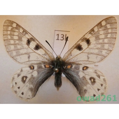 Parnassius acco Gray, 1853 China13k